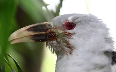 Channel-billed cuckoo